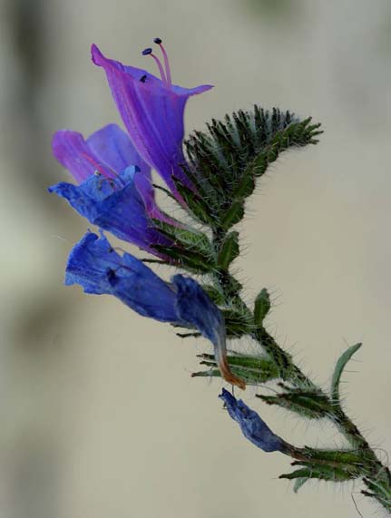 Echium creticum